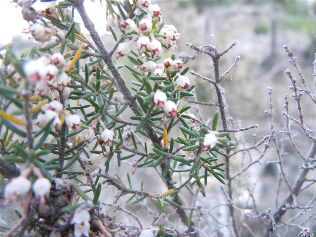 Erica arborea